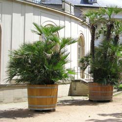 Chamaerops humilis